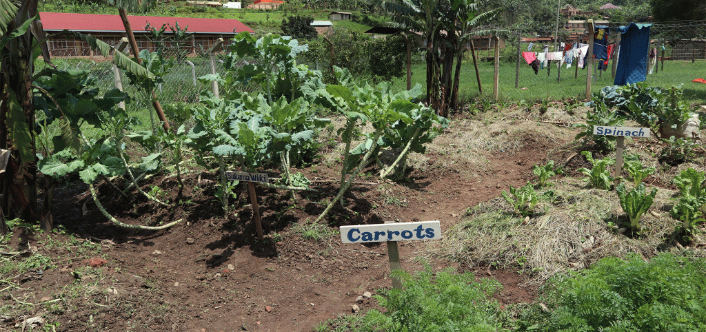 A garden with various nutritious plants growing in it